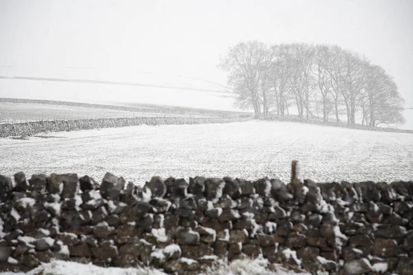 白雪覆盖的树木和石墙后面的田野 — 图库照片