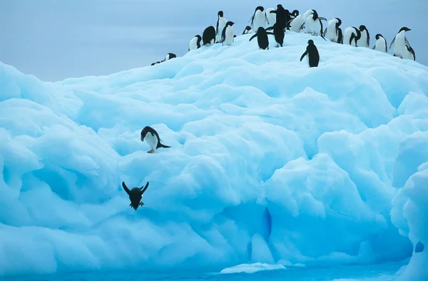 Cute Penguins Iceberg — Stock Photo, Image