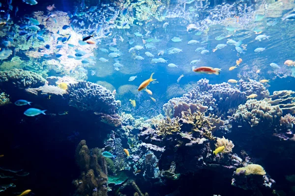 Bunte Fische Riesigen Ozean Erstaunliches Unterwasserwelten Konzept — Stockfoto