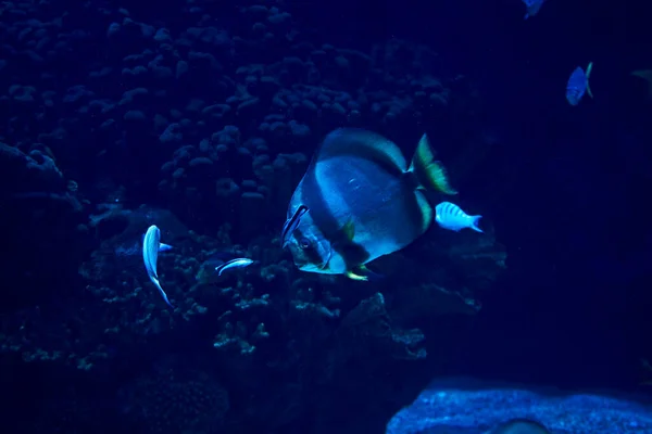 Χρυσά Ψάρια Που Κολυμπούν Στη Θάλασσα Καταπληκτική Έννοια Υποβρύχιου Κόσμου — Φωτογραφία Αρχείου