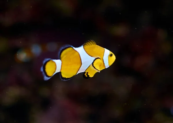 Okyanusta Yüzen Palyaço Balıkları Nanılmaz Sualtı Dünyası Konsepti — Stok fotoğraf