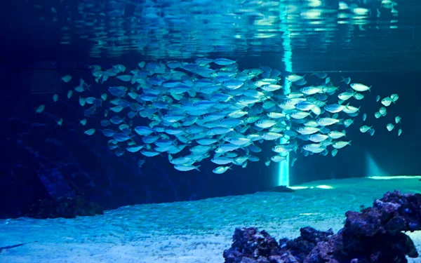 Grupp Fiskar Som Simmar Tillsammans Havet Fantastisk Undervattensvärld Koncept — Stockfoto