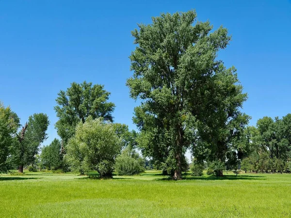 Bela Natureza Verão Prados Grama Verde Árvores — Fotografia de Stock