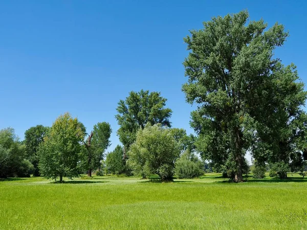 Güzel Yaz Doğası Yeşil Çayırlar Ağaçlar — Stok fotoğraf