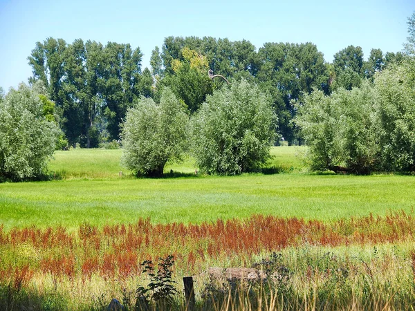 美丽的夏季自然 绿草如茵的草地和树木 — 图库照片