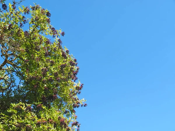Dulces Ancianos Arbusto Ancianos Con Cielo Azul — Foto de Stock