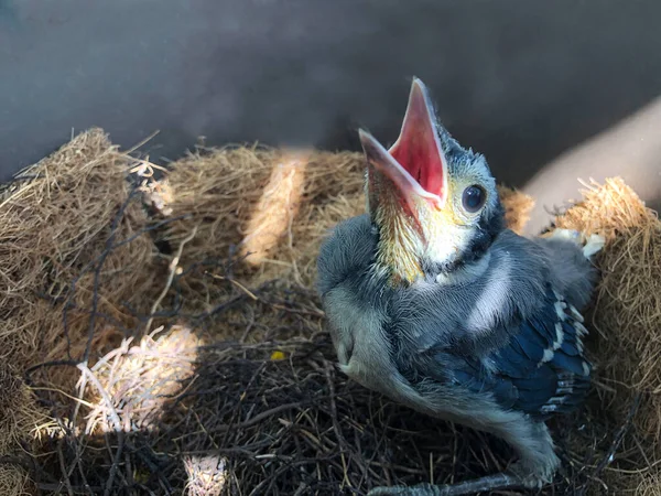 Hungry Blue Jay Chick Nest — Stock Photo, Image