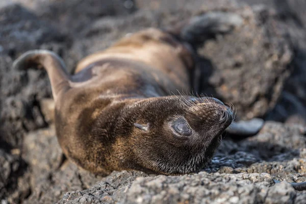 Galápagos Sea Lion Filhote Cachorro Brincando Areia Deitada Praia Nas — Fotografia de Stock