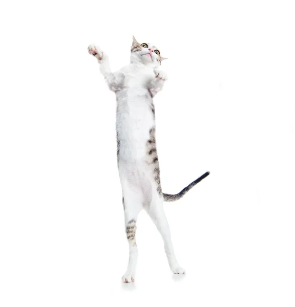 Gato Divertido Están Pie Bailando — Foto de Stock