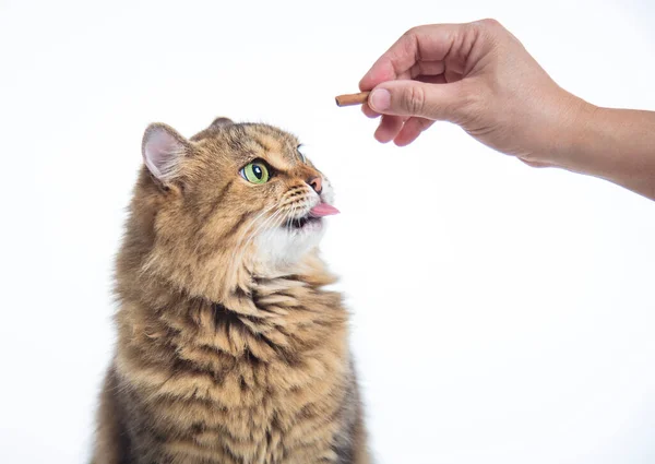 猫が立って手から食べ物を食べて — ストック写真