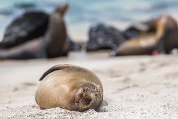 Galapagos Sea Lion Στην Άμμο Που Βρίσκεται Στην Παραλία — Φωτογραφία Αρχείου