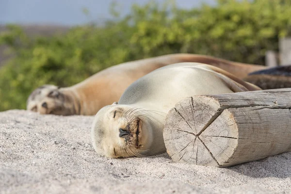 ガラパゴス島の砂浜にあるアシカ かわいい動物 — ストック写真
