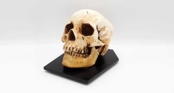 ラシーン プラスチックから作られた人間の頭蓋骨の頭部モデル — ストック写真