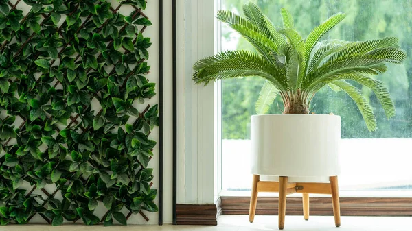 Indoor Pots Plants Next Window Morning Decorative — Stock Photo, Image