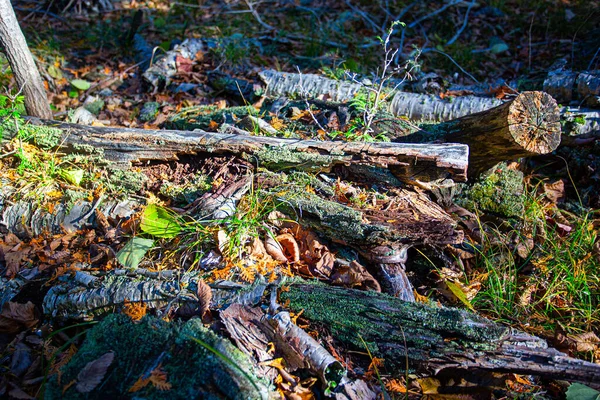 Rotting Träd Stam Naturen Bakgrund — Stockfoto