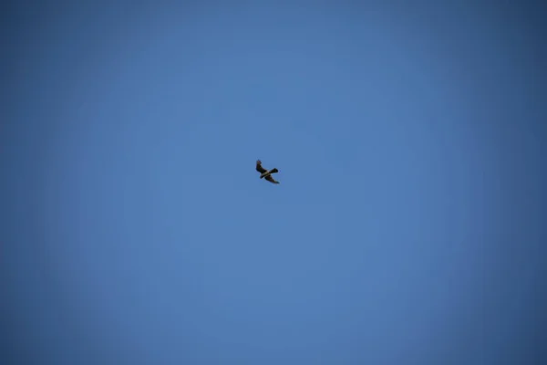 Bird Prey Hawk Circles Foraging Blue Sky — Stock Photo, Image