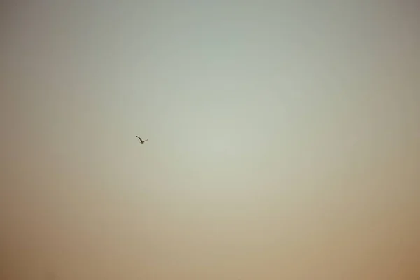 Disparo Horizontal Una Gaviota Solitaria Volando Durante Atardecer —  Fotos de Stock