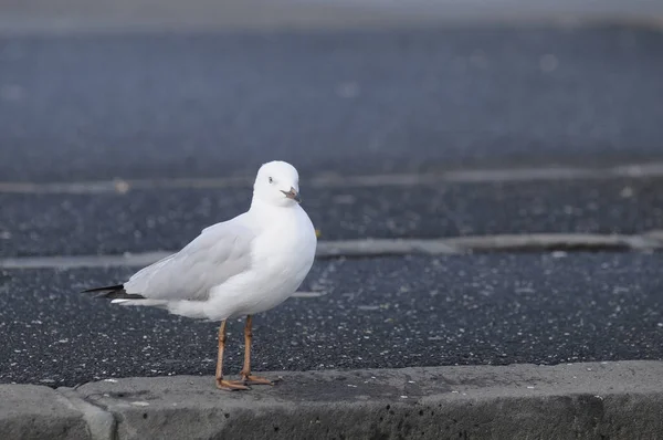 White Seagull Stand Stone — Stock Photo, Image