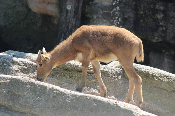 ウィーンのシェーンブルン動物園の自然写真 — ストック写真