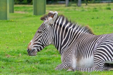 Zebra parkta yatıyor.