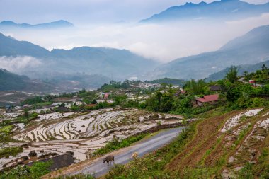 Pirinç tarlası terasları. Bulutlardaki dağ manzarası. Sapa, Lao Cai Eyaleti, Kuzeybatı Vietnam