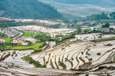 Pirinç tarlası terasları. Bulutlardaki dağ manzarası. Sapa, Lao Cai Eyaleti, Kuzeybatı Vietnam