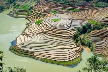 Muong Hum, Lao Cai, Vietnam 'daki pirinç teraslarının güzelliği.