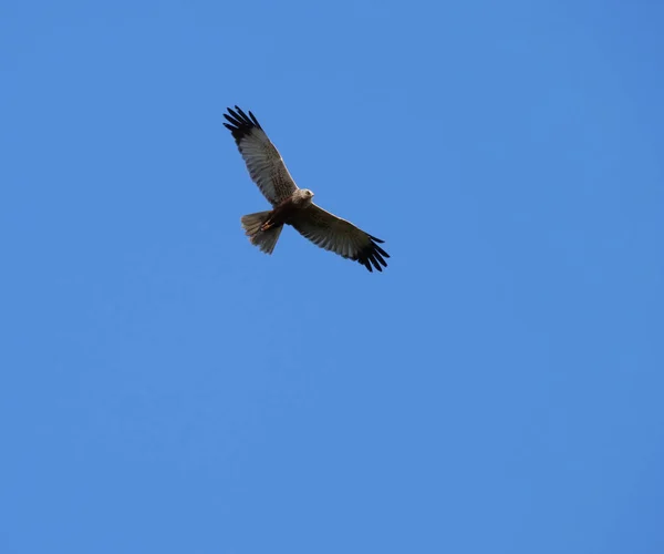 Batı Bataklık Harrier Circus Aeruginosus Açık Mavi Gökyüzüne Karşı Uçan — Stok fotoğraf