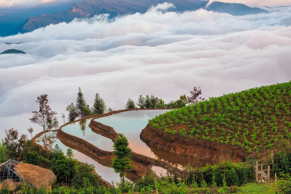 Terraços Campo Arroz Vista Montanha Nas Nuvens Sapa Província Lao — Fotografia de Stock