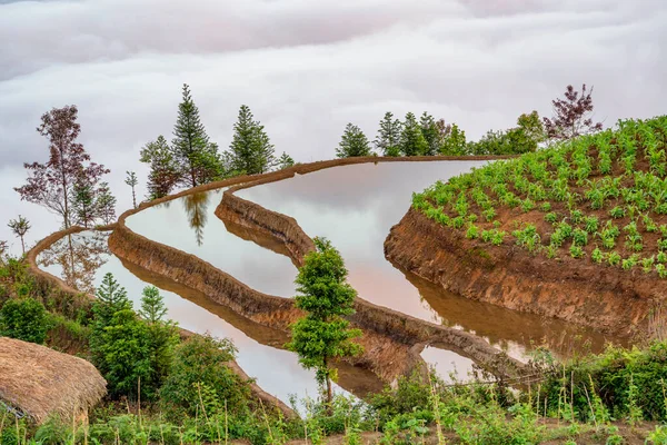 Pirinç Tarlası Terasları Bulutlardaki Dağ Manzarası Sapa Lao Cai Eyaleti — Stok fotoğraf