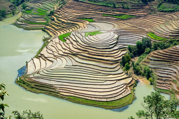 越南老柴木香稻田的美丽景色 — 图库照片