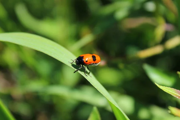 Little Beetle Garden — Stock Photo, Image