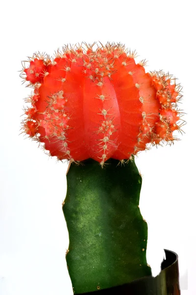 Red Cactus Beautiful Floral Background — Stock Photo, Image