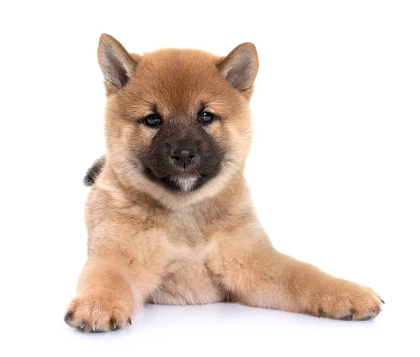 Nice Close View Puppy Shiba Inu — Stock Photo, Image