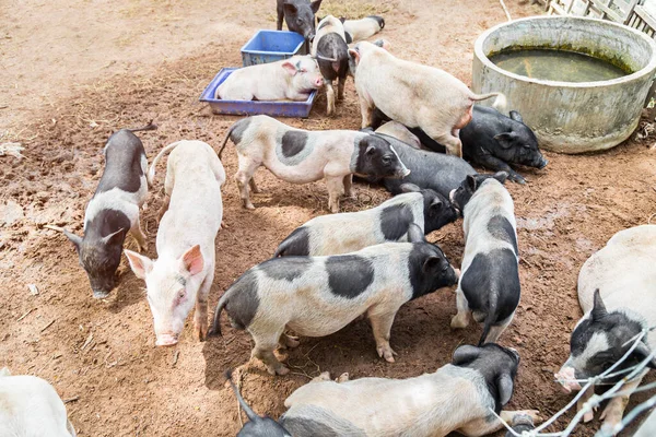 Young Piglets Farm — Stock Photo, Image