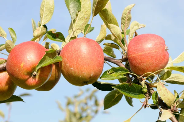 Äste Mit Blättern Und Äpfeln Früchte Garten — Stockfoto