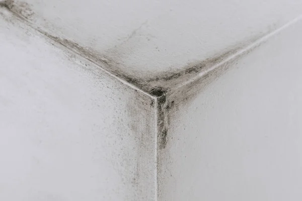 Mold Walls Corner Room — Stock Photo, Image