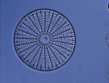 Mikroskop altında denizden gelen diatomlar 100x