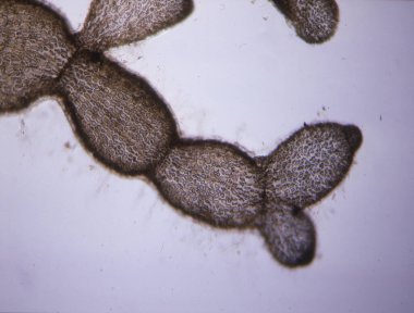 Deniz suyu kırmızı yosunları dalgalanıyor.