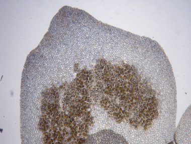 Deniz suyu kırmızı yosunları dalgalanıyor.