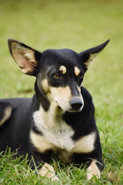 Şirin köpek yeşil çimlerin üzerinde yatıyor.