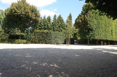 Kaldırımda bir ağaç