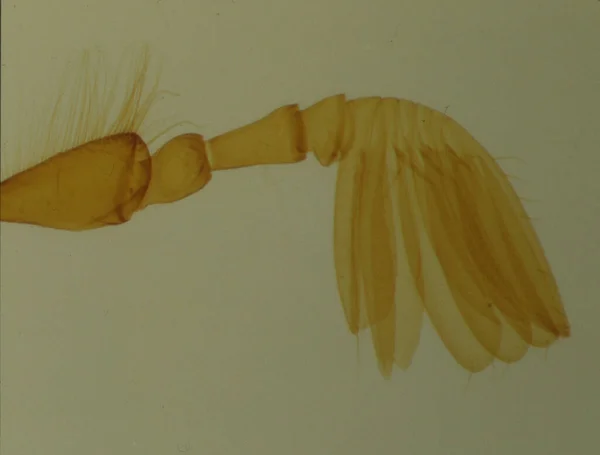 Fan Καθετήρα Του Cockchafer Στο Μικροσκόπιο — Φωτογραφία Αρχείου