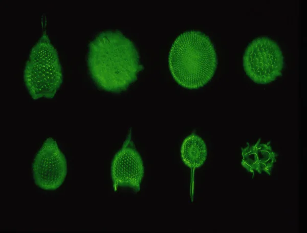 Diatoms Sea Microscope 100X — Stock Photo, Image