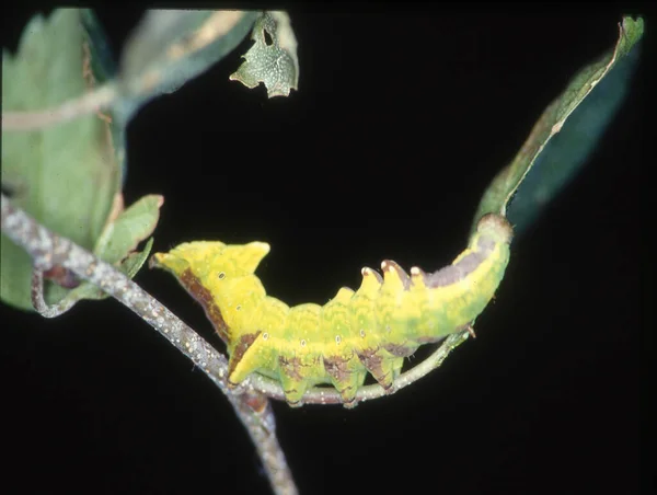 Yellow Caterpillar Eats Leaf — Stock Photo, Image