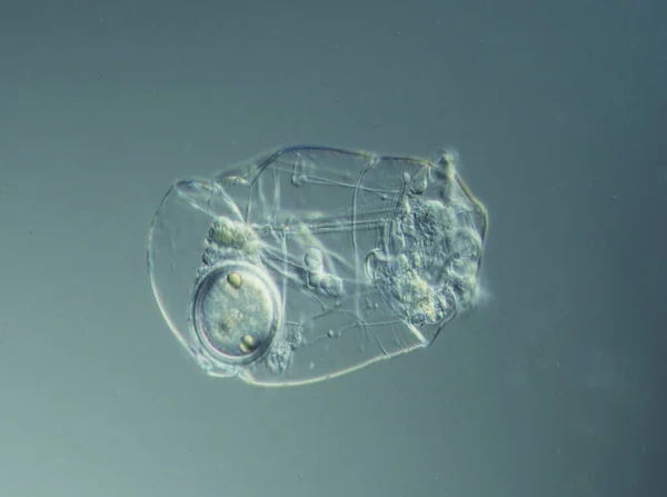Rotiferi Nuotano Nell Acqua Microscopio — Foto Stock