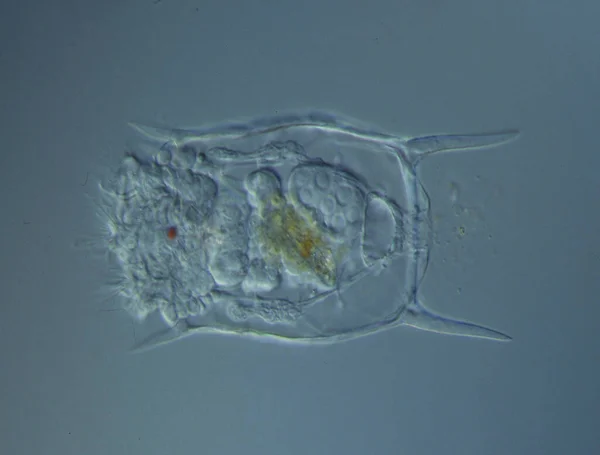 轮虫在显微镜下在水里游泳 — 图库照片