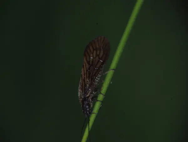 Mud Fly Perches Blade Grass — Stock Photo, Image
