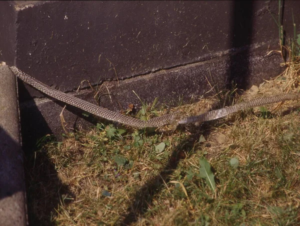 Smooth Snake Basks Light Well — Stock Photo, Image
