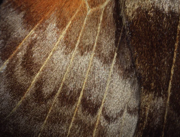 Kelebek Kanadı Dokusu Makro Çekim — Stok fotoğraf